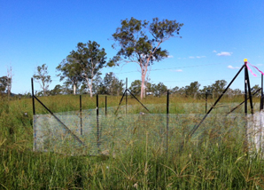 NutNet sites Yvonne has worked on in Australia - fenced plot PH April 2013